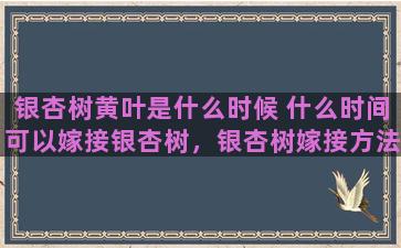 银杏树黄叶是什么时候 什么时间可以嫁接银杏树，银杏树嫁接方法有哪几种